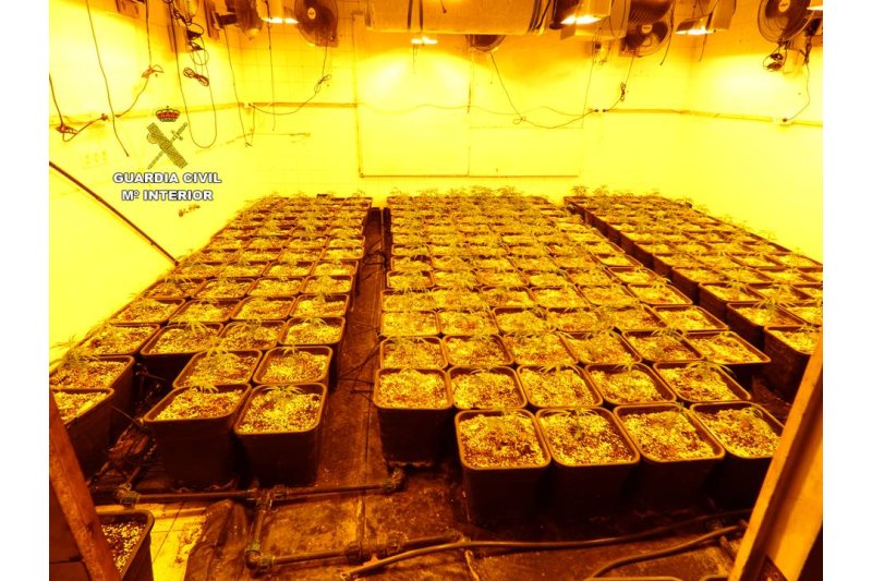 Un matrimonio alemán escondía un cultivo de marihuana en una caseta de su jardín  Un matrimonio alemán escondía un cultivo de marihuana en una caseta de su jardín