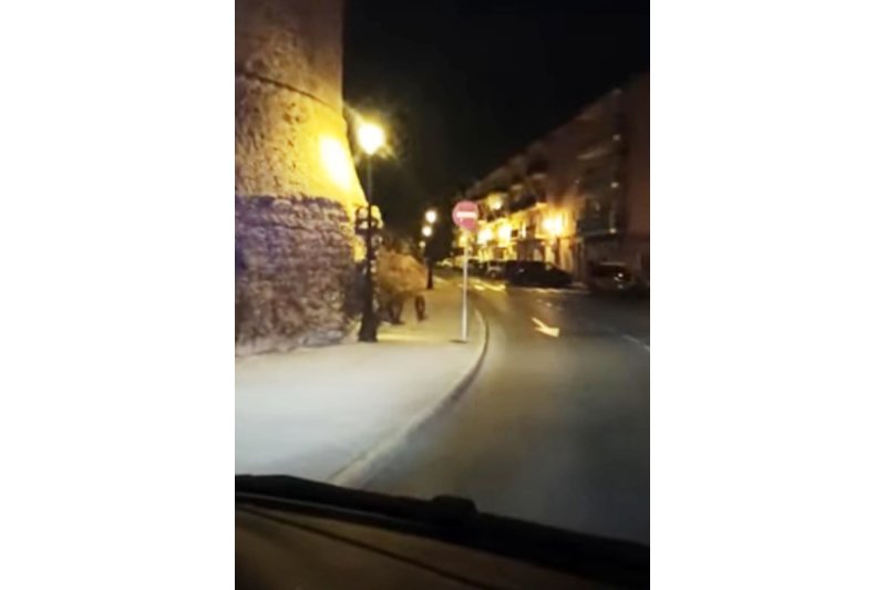 Instalarán jaulas para atrapar jabalíes en Dénia Instalarán jaulas para atrapar jabalíes en Dénia