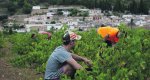 Días de vendimia en la Vall de Pop Días de vendimia en la Vall de Pop