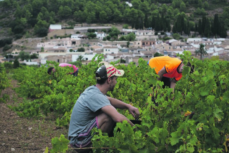 Días de vendimia en la Vall de Pop Días de vendimia en la Vall de Pop