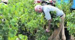 Días de vendimia en la Vall de Pop Días de vendimia en la Vall de Pop