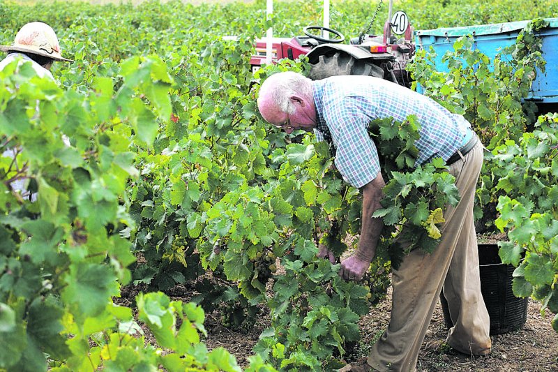 Días de vendimia en la Vall de Pop Días de vendimia en la Vall de Pop