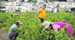 Días de vendimia en la Vall de Pop Días de vendimia en la Vall de Pop