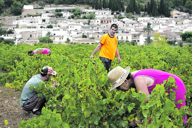 Días de vendimia en la Vall de Pop Días de vendimia en la Vall de Pop