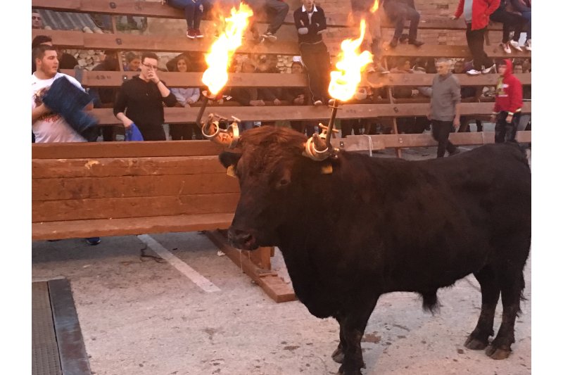 Tiburón, últim (?) bou embolat de Pedreguer Tiburón, últim (?) bou embolat de Pedreguer