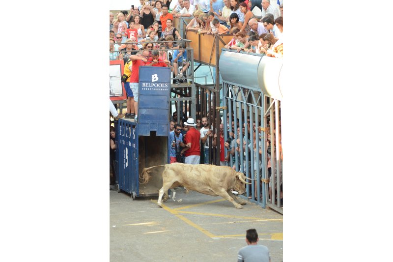 Les Festes de Juliol de Pedreguer no tindran bou embolat i s'anuncia una consulta per decidir sobre el futur dels actes taurins Les Festes de Juliol de Pedreguer no tindran bou embolat i s'anuncia una consulta per decidir sobre el futur dels actes taurins