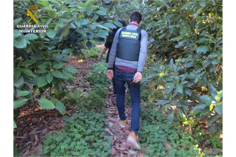 La Guardia Civil localiza a los autores de robos de aguacates  La Guardia Civil localiza a los autores de robos de aguacates