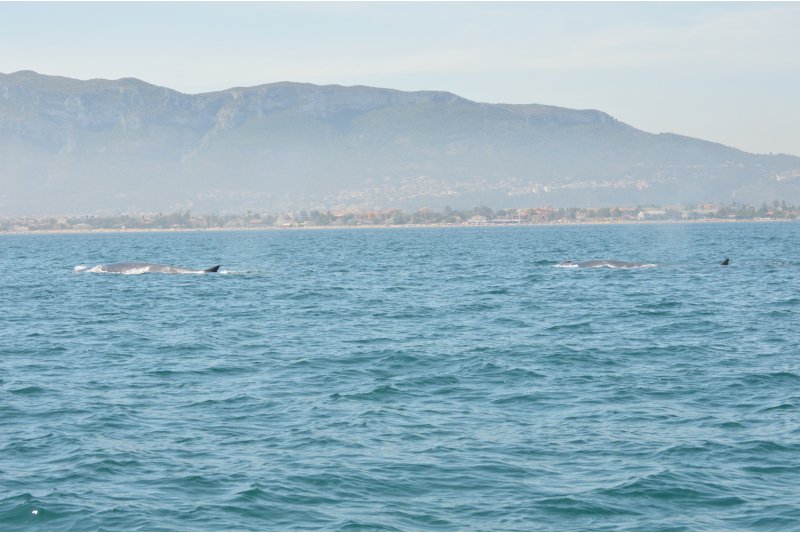 Embarcaciones respetuosas con las ballenas Embarcaciones respetuosas con las ballenas
