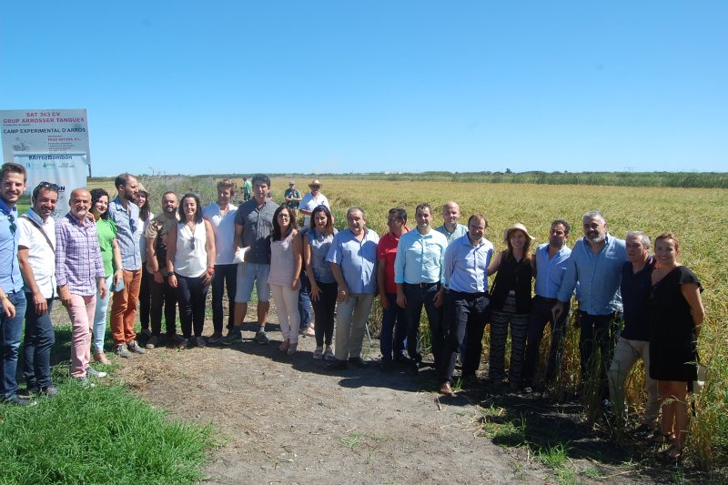 Els carreters pegolins evoquen les seues arrels amb una sega manual per inaugurar la setmana gastrocultural l’arròs de les estreles Els carreters pegolins evoquen les seues arrels amb una sega manual per inaugurar la setmana gastrocultural l’arròs de les estreles