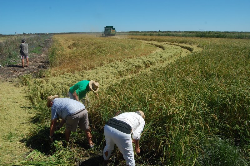 Els carreters pegolins evoquen les seues arrels amb una sega manual per inaugurar la setmana gastrocultural l’arròs de les estreles Els carreters pegolins evoquen les seues arrels amb una sega manual per inaugurar la setmana gastrocultural l’arròs de les estreles