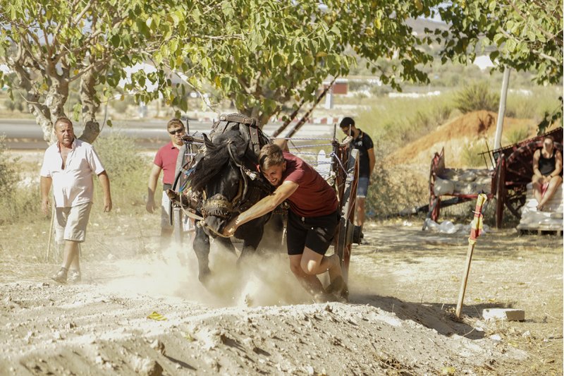 Un total de 65 cavalleries participen en el torneig de Tir i Arrastre de Benissa Un total de 65 cavalleries participen en el torneig de Tir i Arrastre de Benissa
