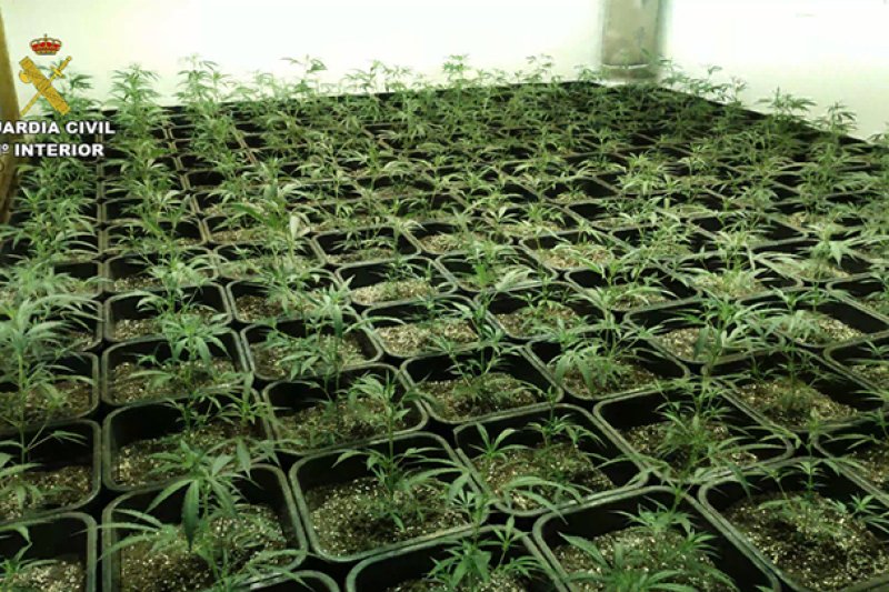 La Guardia Civil desarticula tres cultivos indoor en viviendas de Parcent y Llíber  La Guardia Civil desarticula tres cultivos indoor en viviendas de Parcent y Llíber