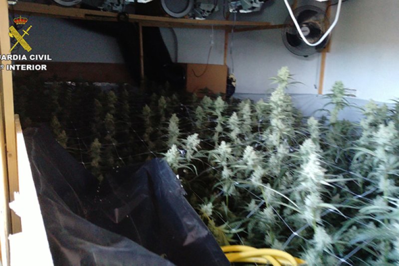 La Guardia Civil desarticula tres cultivos indoor en viviendas de Parcent y Llíber  La Guardia Civil desarticula tres cultivos indoor en viviendas de Parcent y Llíber