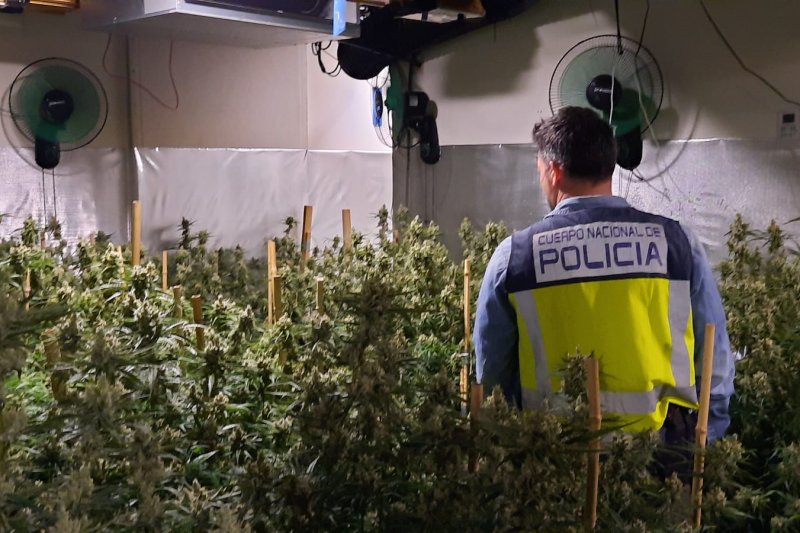 Descubren una plantación de marihuana en un chalet de Les Rotes  Descubren una plantación de marihuana en un chalet de Les Rotes