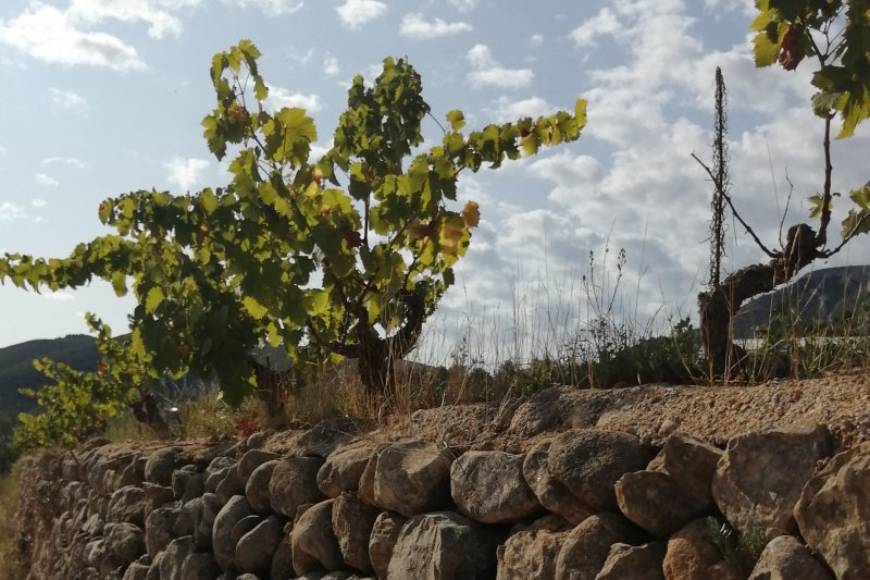 La feria Terra Moscatell de Els Magazinos celebra su segunda edición  La feria Terra Moscatell de Els Magazinos celebra su segunda edición