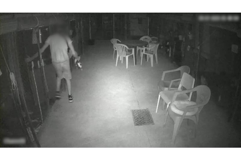 La Guardia Civil detiene a una persona por robar y matar gatos de una protectora de animales en la Marina Alta La Guardia Civil detiene a una persona por robar y matar gatos de una protectora de animales en la Marina Alta