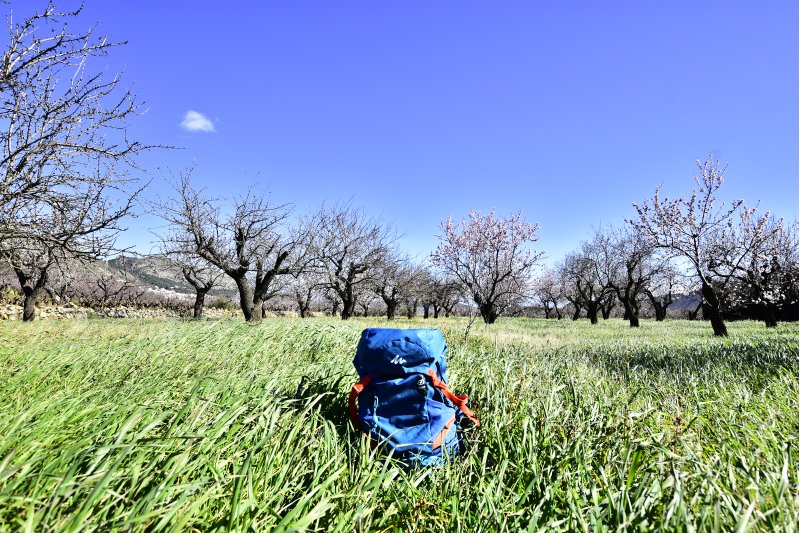 Alcalalí Sense Flor, el título del programa lúdico y cultural de esta edición para denunciar la desaparición de los almendros Alcalalí Sense Flor, el título del programa lúdico y cultural de esta edición para denunciar la desaparición de los almendros