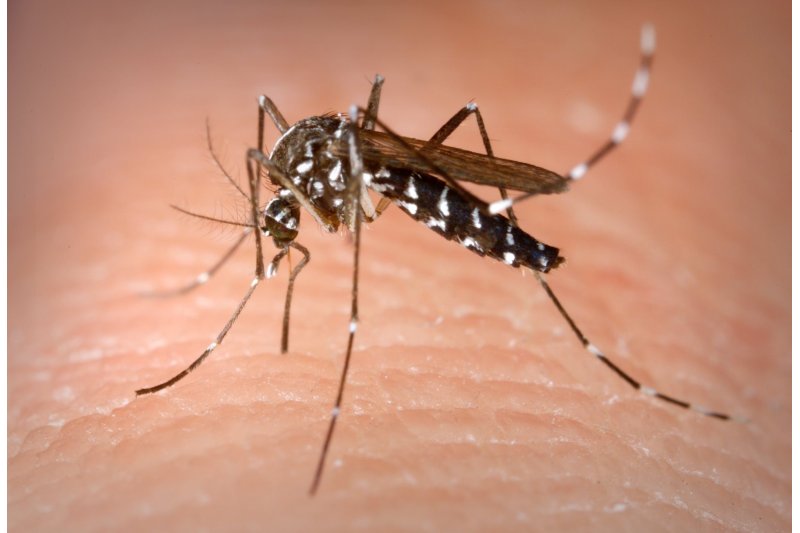 El mosquito tigre toma la Marina Alta  El mosquito tigre toma la Marina Alta