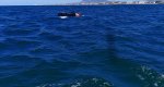 La Policía Local de Dénia rescata a un aficionado al kite surf que iba mar adentro sin control  La Policía Local de Dénia rescata a un aficionado al kite surf que iba mar adentro sin control