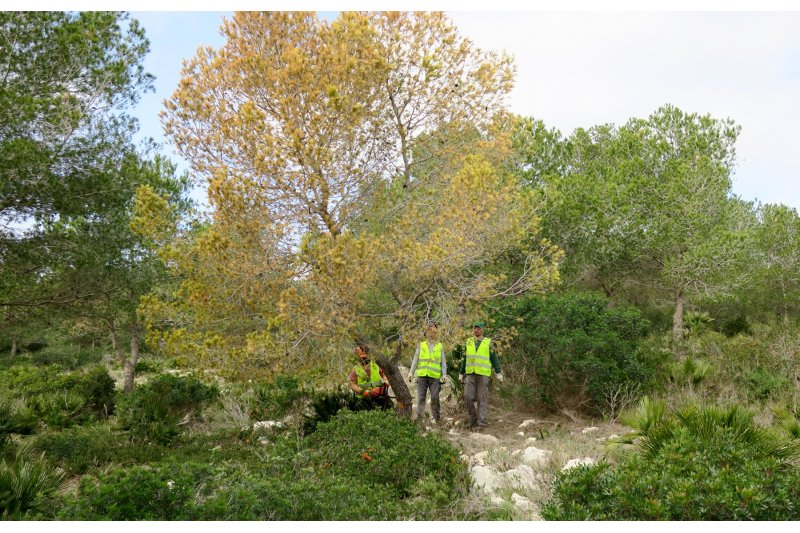 Medio Ambiente interviene contra la plaga de tomicus en la Granadella Medio Ambiente interviene contra la plaga de tomicus en la Granadella
