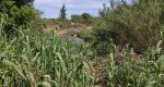 La CHJ afronta la última fase de los trabajos para erradicar la caña invasora en el Girona  La CHJ afronta la última fase de los trabajos para erradicar la caña invasora en el Girona