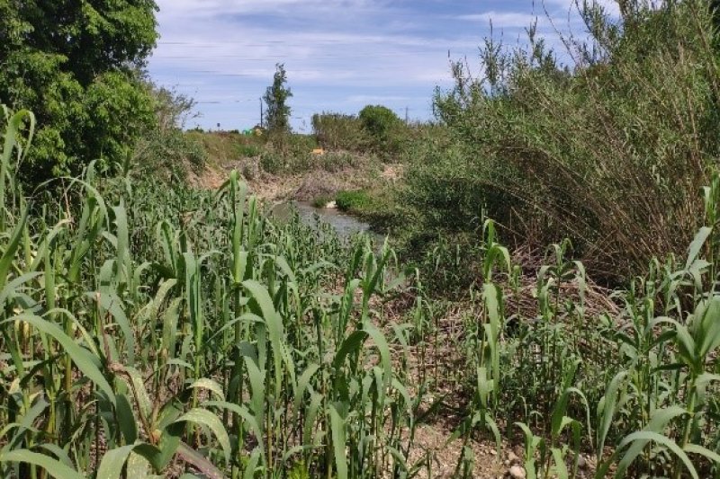 La CHJ afronta la última fase de los trabajos para erradicar la caña invasora en el Girona  La CHJ afronta la última fase de los trabajos para erradicar la caña invasora en el Girona
