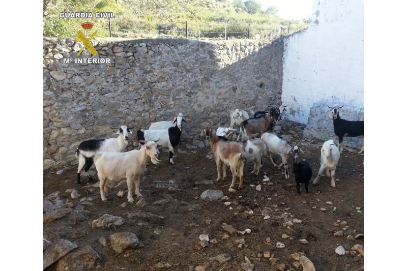 La Guardia Civil detiene a un hombre acusado de robar medio centenar ganado ovino y caprino en la Marina Alta La Guardia Civil detiene a un hombre acusado de robar medio centenar ganado ovino y caprino en la Marina Alta