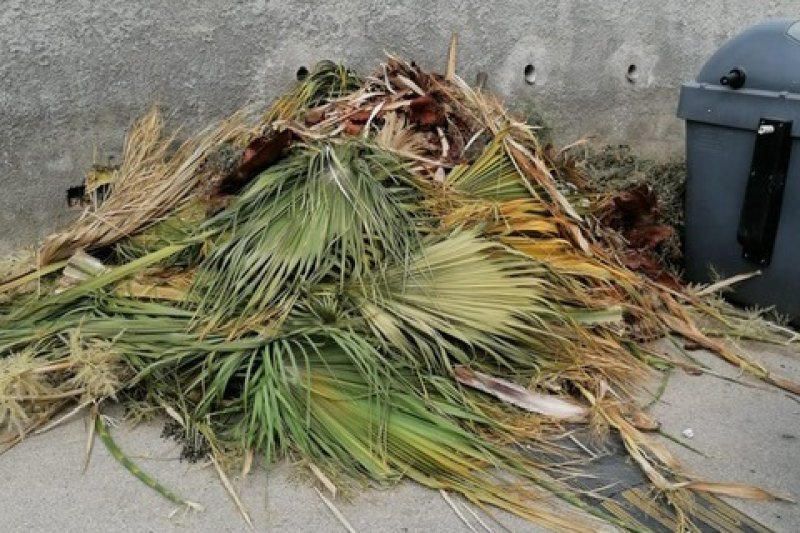 La Policía Local de Calp interpone cuatro denuncias por vertidos ilegales de poda La Policía Local de Calp interpone cuatro denuncias por vertidos ilegales de poda