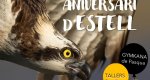 Dos jornadas para las familias celebran el primer aniversario del águila pescadora Estell en el marjal de Pego Dos jornadas para las familias celebran el primer aniversario del águila pescadora Estell en el marjal de Pego
