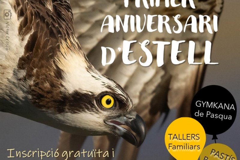 Dos jornadas para las familias celebran el primer aniversario del águila pescadora Estell en el marjal de Pego Dos jornadas para las familias celebran el primer aniversario del águila pescadora Estell en el marjal de Pego