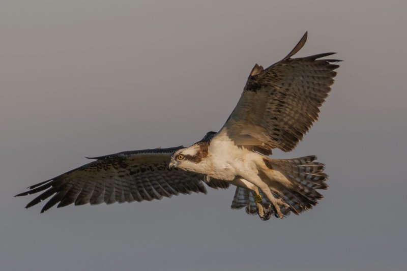 Dos jornadas para las familias celebran el primer aniversario del águila pescadora Estell en el marjal de Pego Dos jornadas para las familias celebran el primer aniversario del águila pescadora Estell en el marjal de Pego