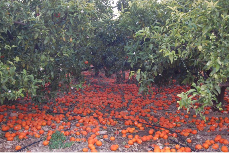 Pego: Quatre associacions recolzen la concentració comarcal en defensa dels cítrics valencians del dilluns 25 Pego: Quatre associacions recolzen la concentració comarcal en defensa dels cítrics valencians del dilluns 25