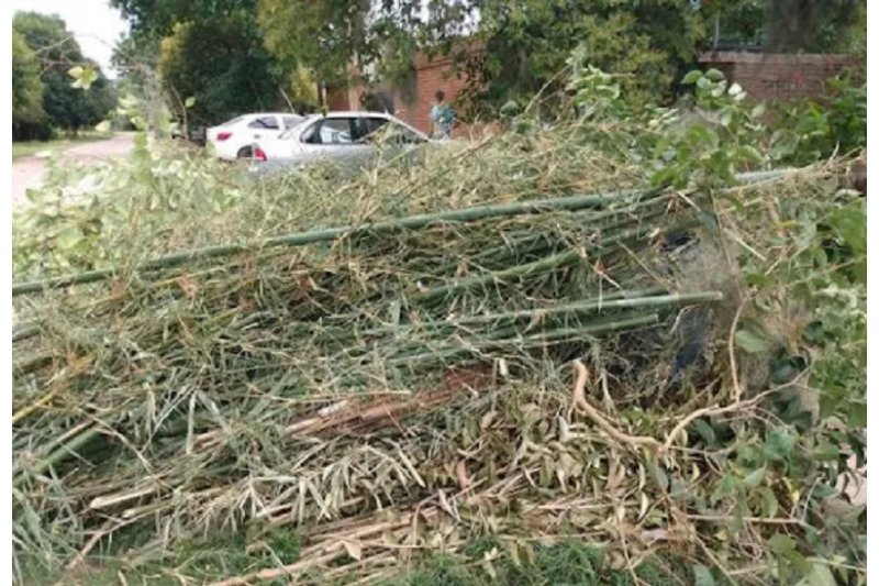 OPINIÓN/PODEMOS XÀBIA: La licitación para la transferencia de residuos verdes, otra chapuza OPINIÓN/PODEMOS XÀBIA: La licitación para la transferencia de residuos verdes, otra chapuza