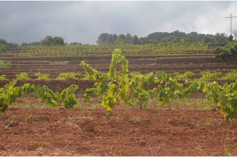 Terra Moscatell 2022 en Els Magazinos Terra Moscatell 2022 en Els Magazinos