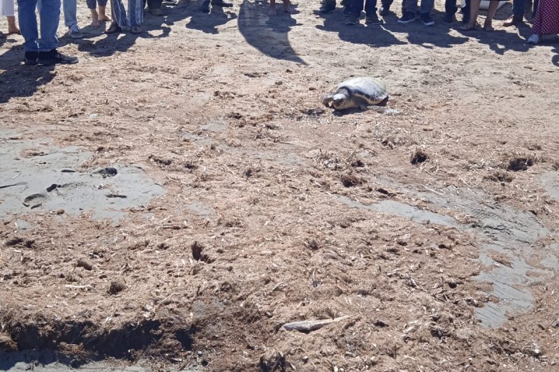 La campaña de sensibilización para proteger a las tortugas llegará a Dénia y Xàbia  La campaña de sensibilización para proteger a las tortugas llegará a Dénia y Xàbia