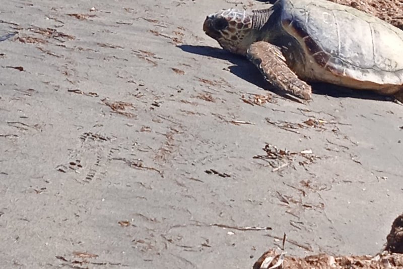 La campaña de sensibilización para proteger a las tortugas llegará a Dénia y Xàbia  La campaña de sensibilización para proteger a las tortugas llegará a Dénia y Xàbia