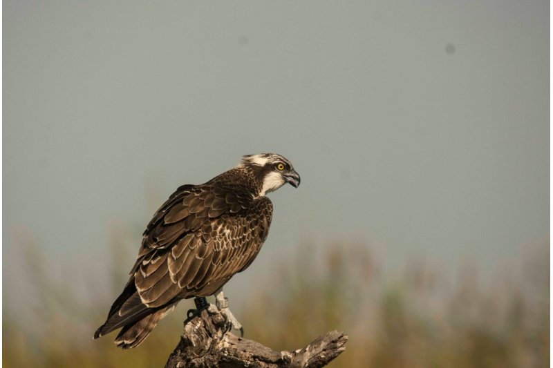 VÃa libre: el águila pescadora puede volver a nidificar en la comarca VÃa libre: el águila pescadora puede volver a nidificar en la comarca