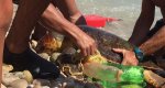 La Cruz Roja rescata en Xàbia una tortuga boba atrapada entre vertidos  La Cruz Roja rescata en Xàbia una tortuga boba atrapada entre vertidos