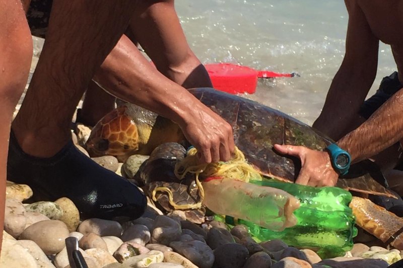La Cruz Roja rescata en Xàbia una tortuga boba atrapada entre vertidos  La Cruz Roja rescata en Xàbia una tortuga boba atrapada entre vertidos