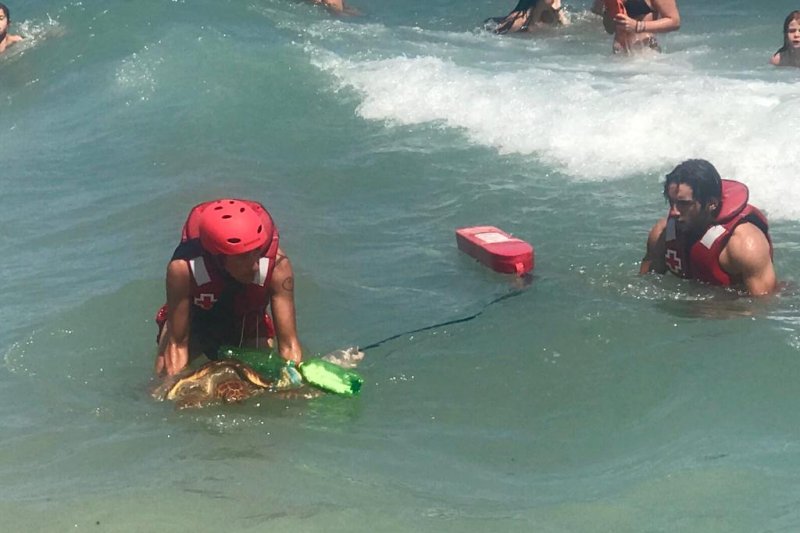 La Cruz Roja rescata en Xàbia una tortuga boba atrapada entre vertidos  La Cruz Roja rescata en Xàbia una tortuga boba atrapada entre vertidos