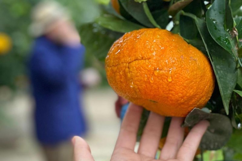 Es tiempo de erizos y naranjas en Els Magazinos Es tiempo de erizos y naranjas en Els Magazinos