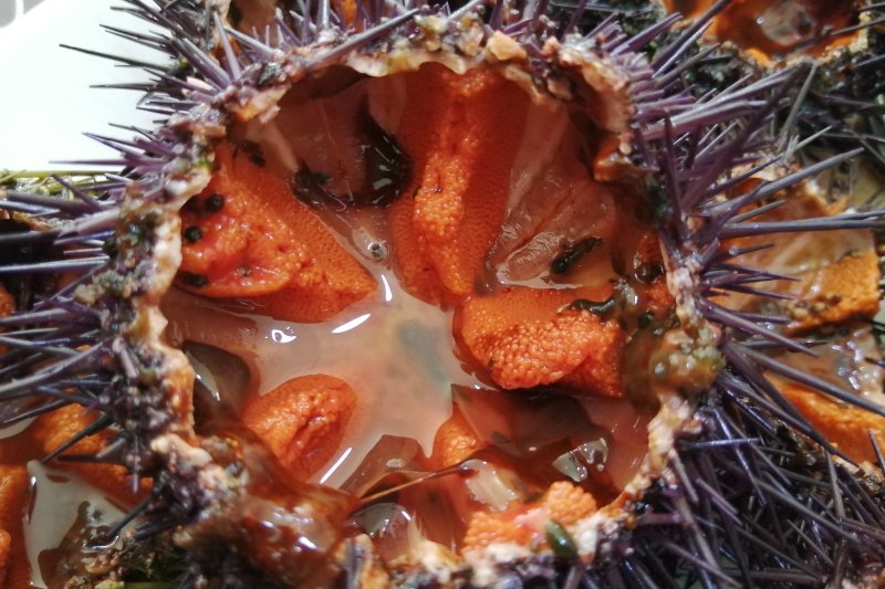 Es tiempo de erizos y naranjas en Els Magazinos Es tiempo de erizos y naranjas en Els Magazinos