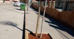 Reposición de arbolado en alcorques vacíos Reposición de arbolado en alcorques vacíos