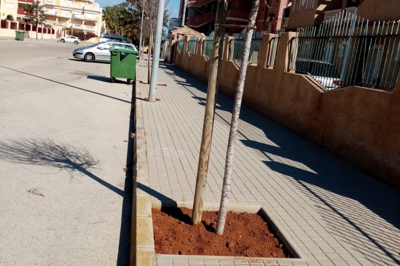 Reposición de arbolado en alcorques vacíos Reposición de arbolado en alcorques vacíos