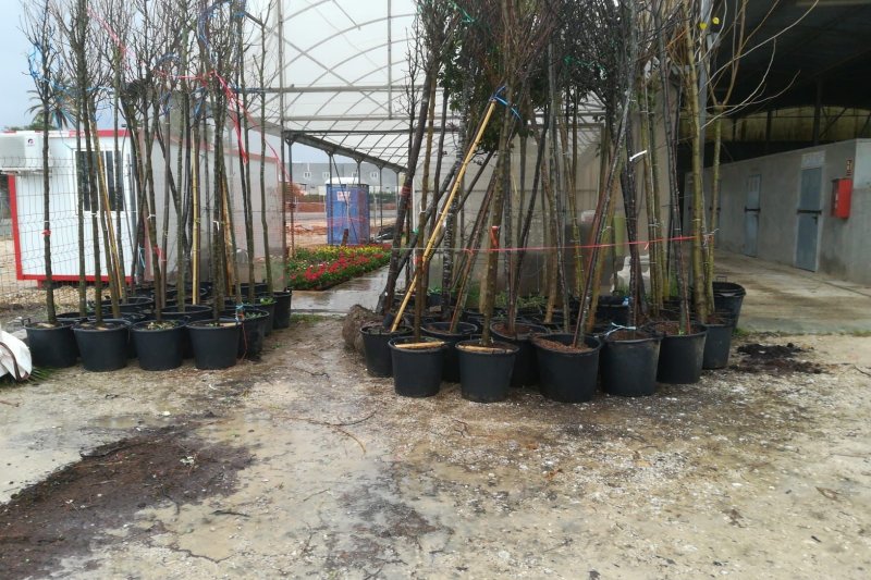 Reposición de arbolado en alcorques vacíos Reposición de arbolado en alcorques vacíos