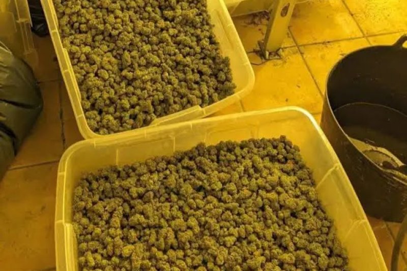 Descubren una plantación de marihuana dentro de un chalet de Dénia Descubren una plantación de marihuana dentro de un chalet de Dénia