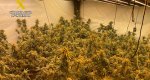 La Guardia Civil desmantela una plantación de marihuana en Pedreguer  La Guardia Civil desmantela una plantación de marihuana en Pedreguer
