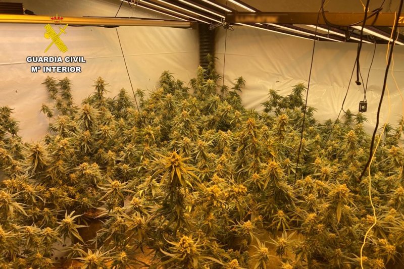 La Guardia Civil desmantela una plantación de marihuana en Pedreguer  La Guardia Civil desmantela una plantación de marihuana en Pedreguer