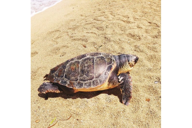 Encuentran una tortuga muerta en la playa de Les Marines  Encuentran una tortuga muerta en la playa de Les Marines