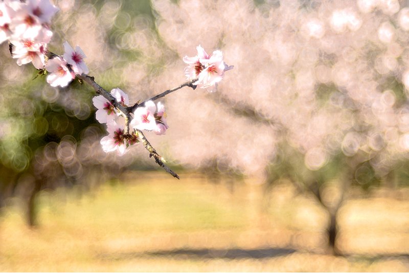 Salvem l’ametler Salvem l’ametler